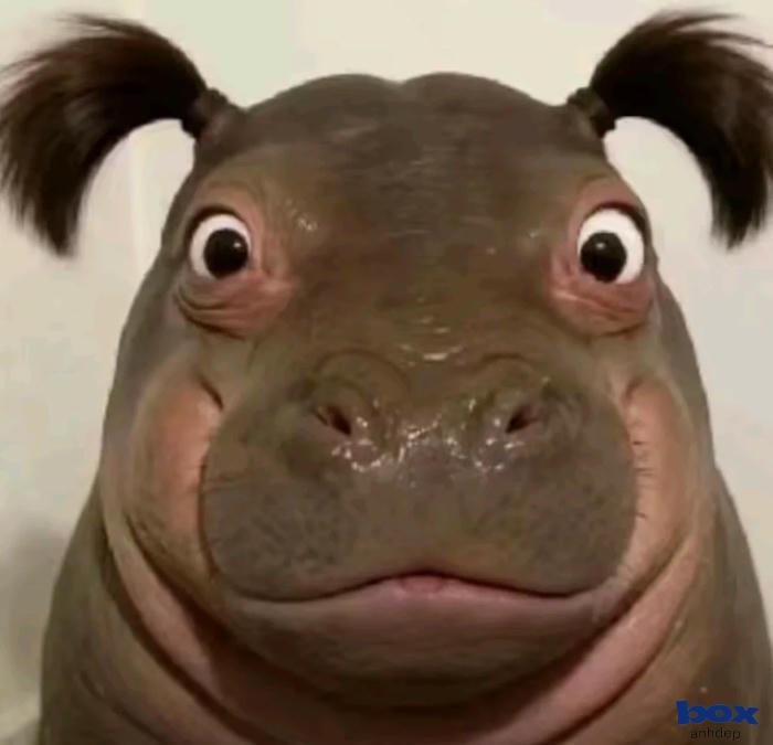 ảnh đại diện lôi cuốn hài hước