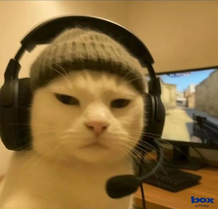 ảnh đại diện tiktok phong cách lofi