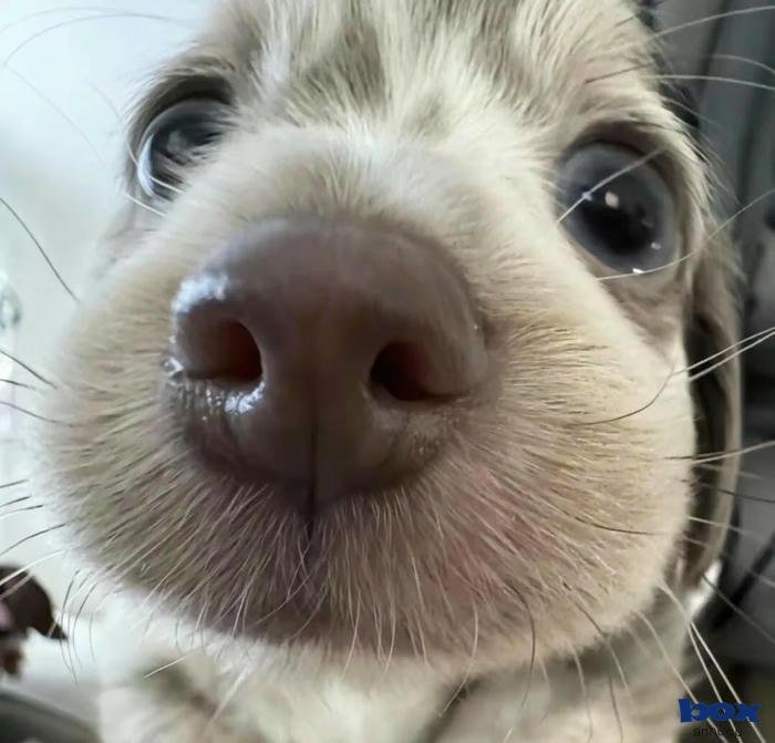 avatar chó kịch tính