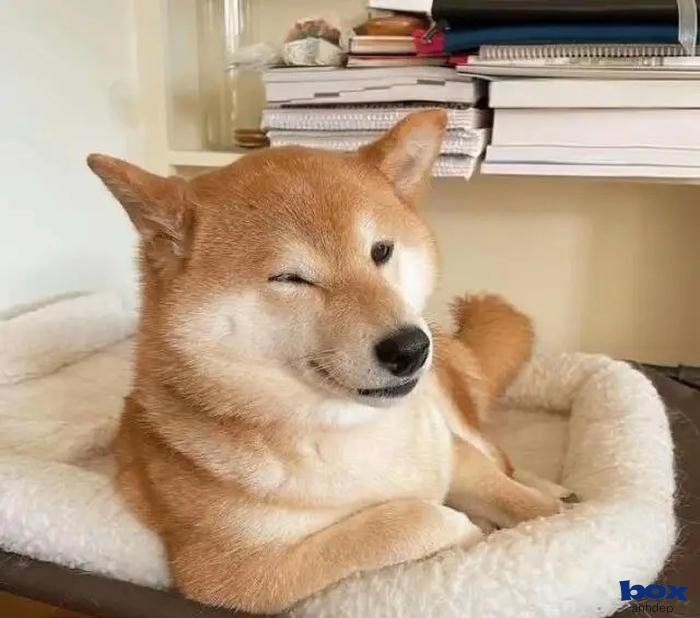 avatar chó sắc nét