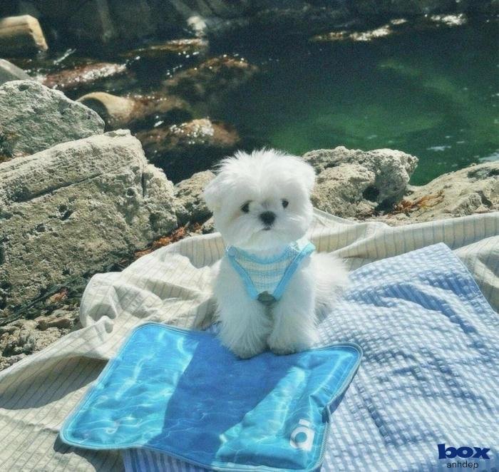 avatar cún con cute