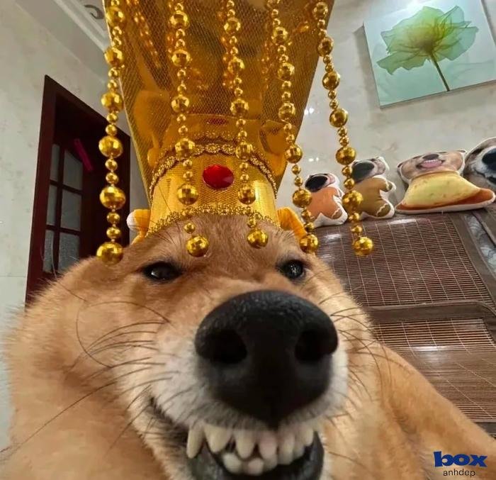 avatar hài ngầu bựa