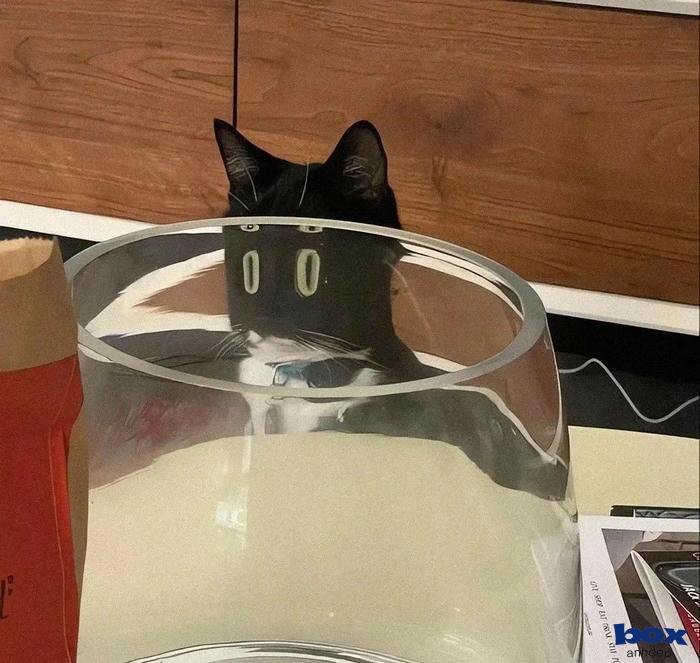 avatar hài sắc nét