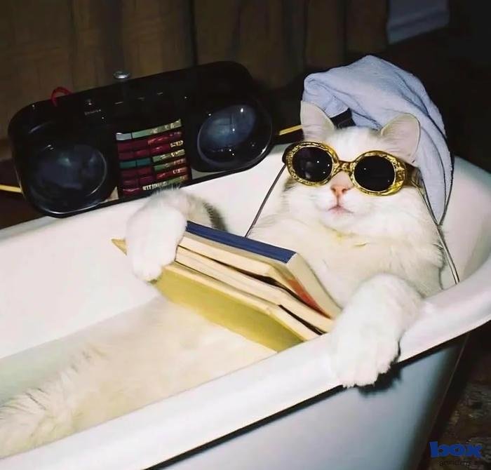 avatar học online màu sắc pastel