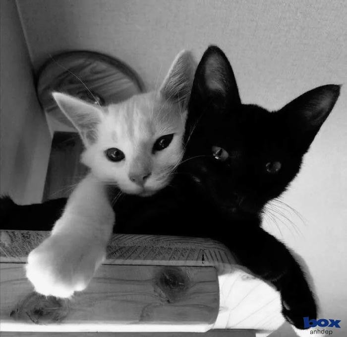 avatar trắng đen dũng mãnh ấn tượng