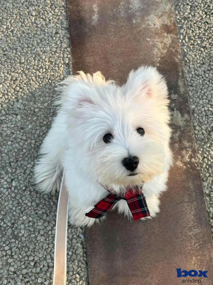 cá tính avatar thú cưng