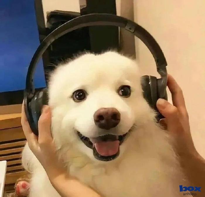 chú chó mỉm cười thân thiện