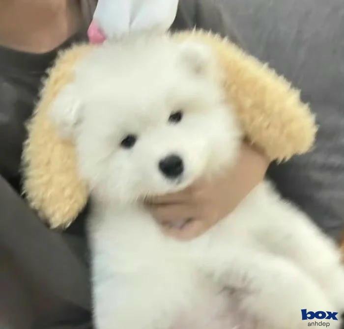 đặc sắc avatar chó