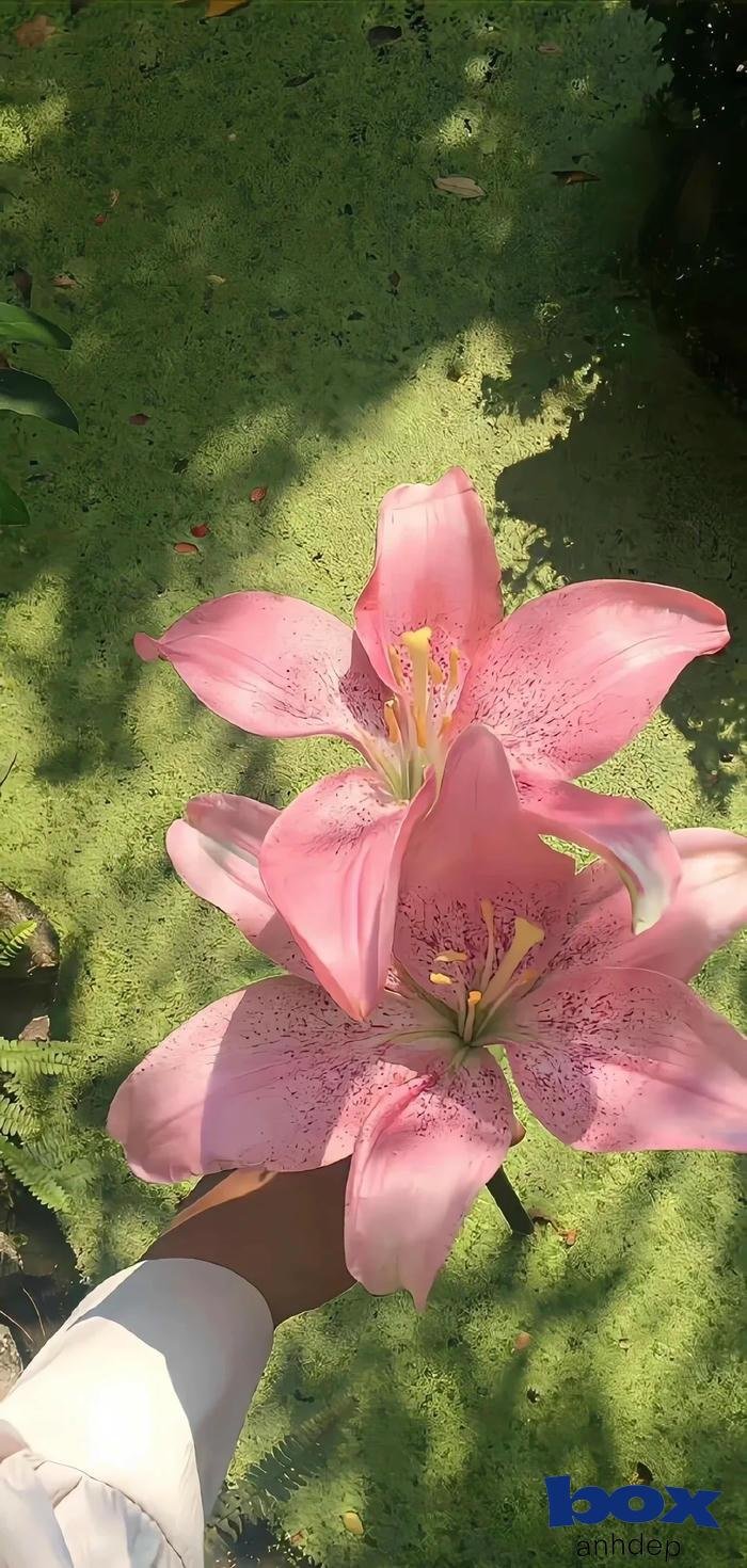 hình nền 3d bóng bẩy mượt mà