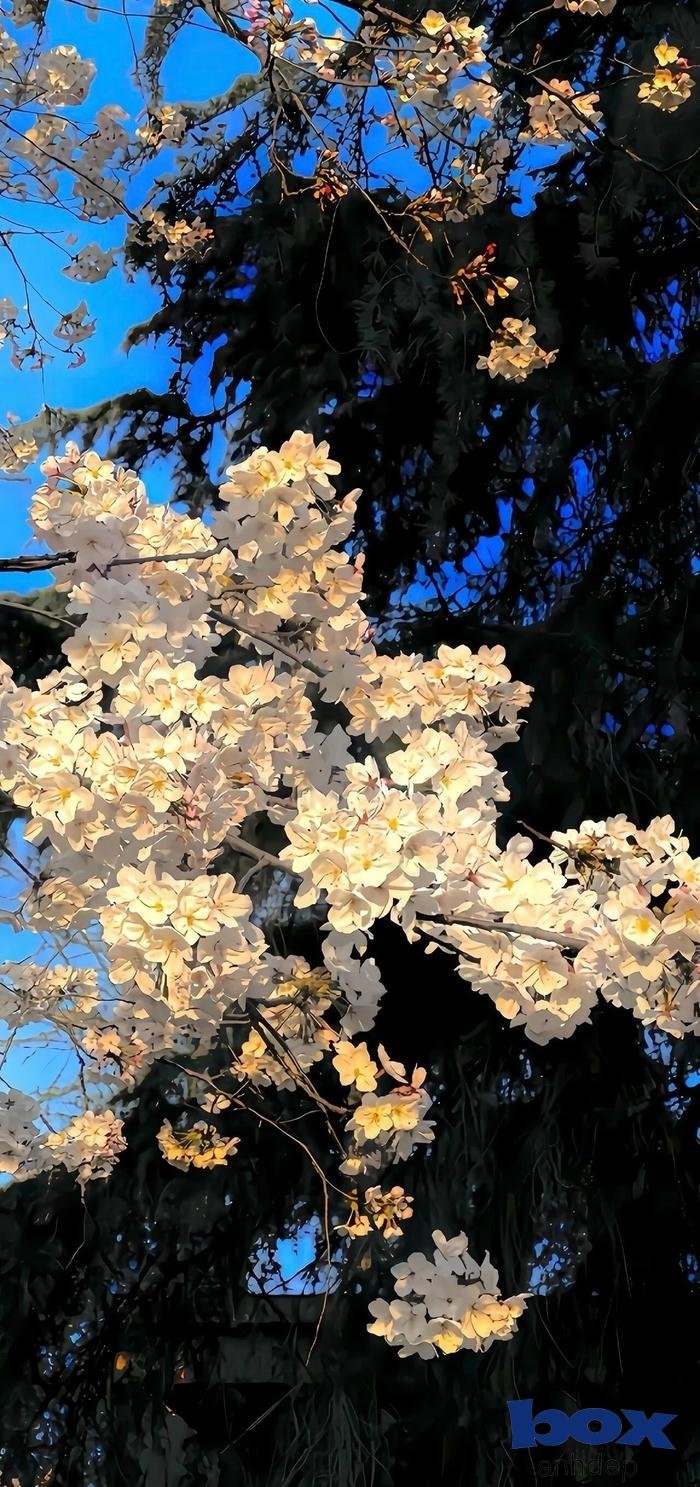 hình nền 3d hd sống động