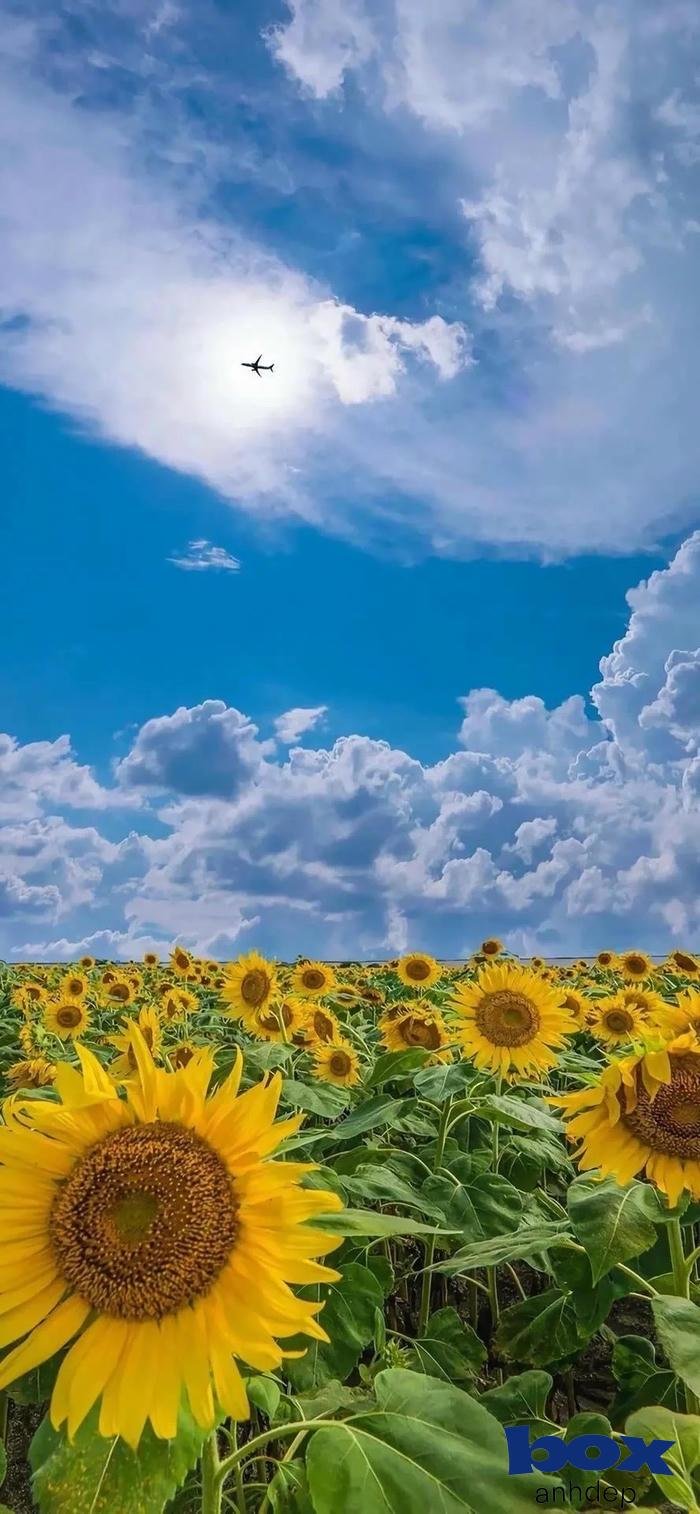 hình nền bầu trời tinh tế dịu dàng