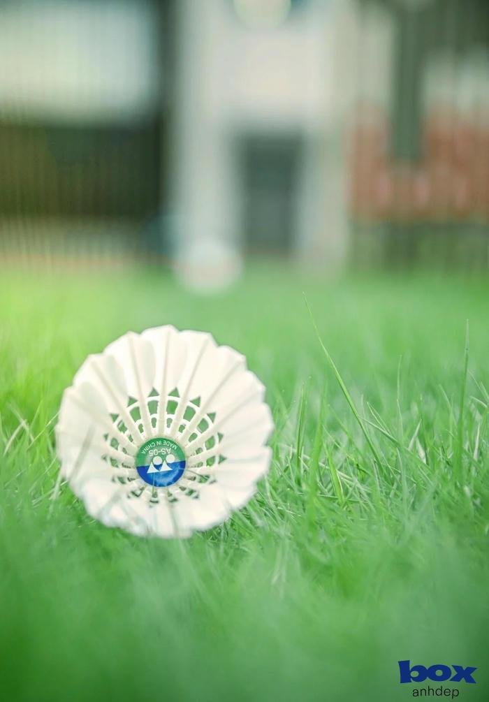 hình nền cầu lông hd