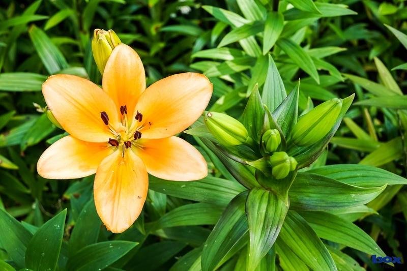 hình nền hoa được yêu thích