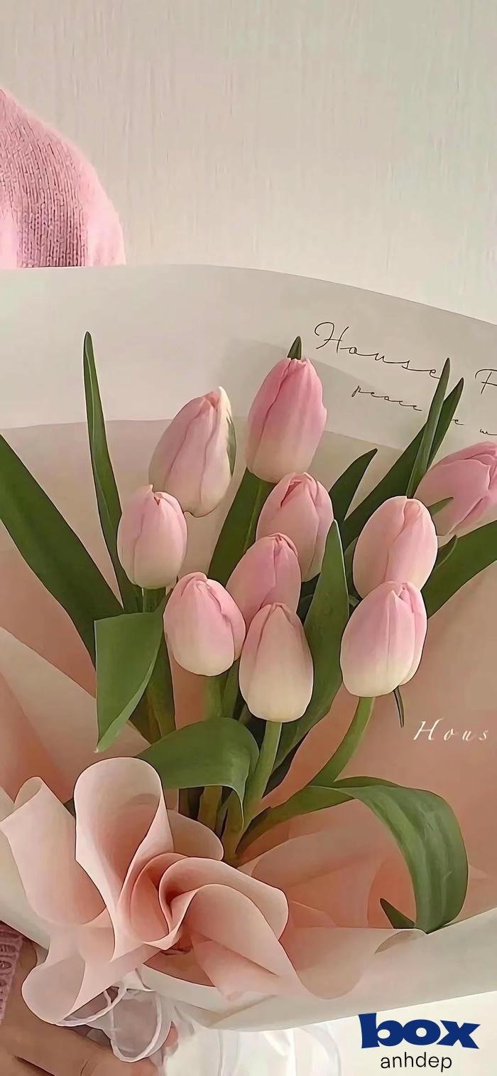 hình nền màu hong