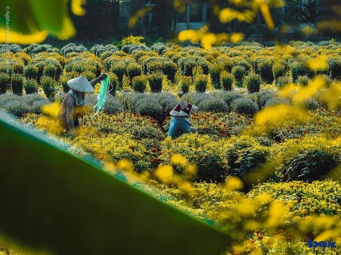 hình nền tết hoa mai vàng