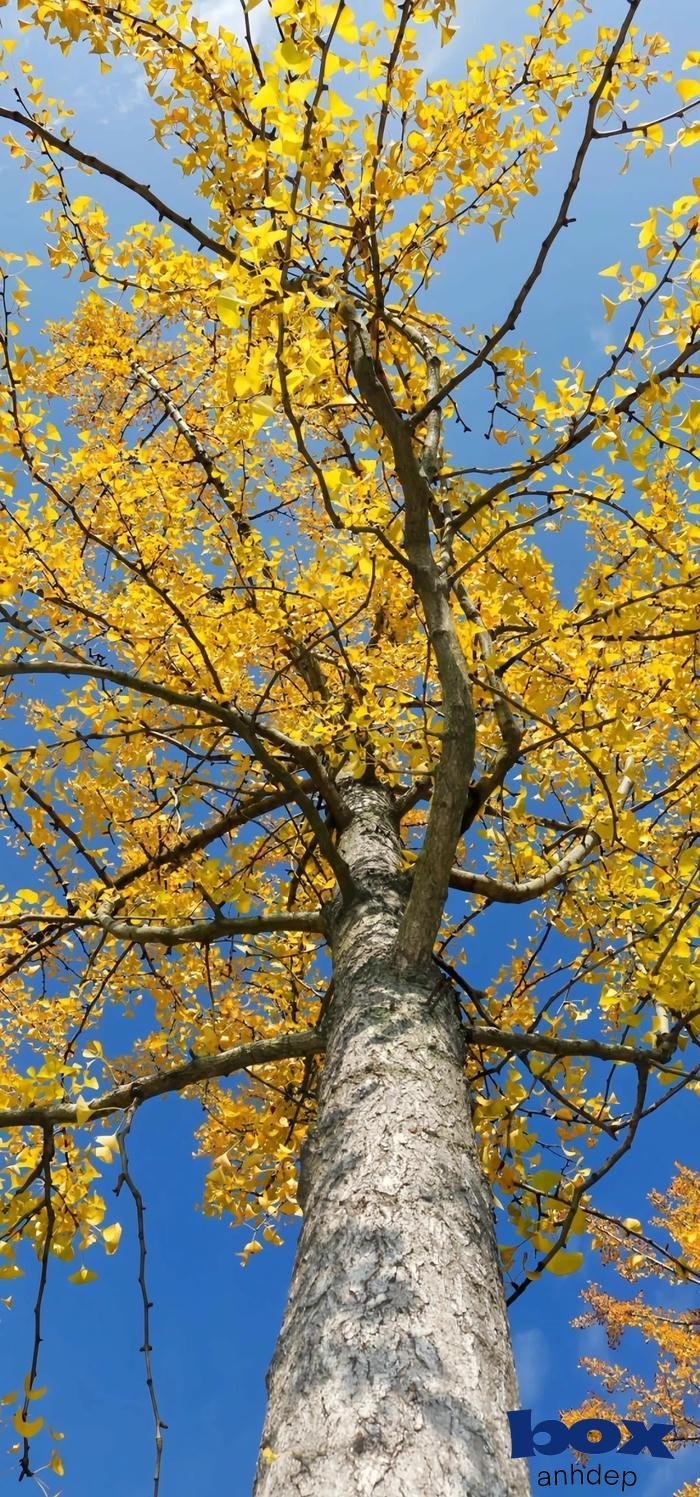 hình nền thiên nhiên cây cổ thụ hùng vĩ