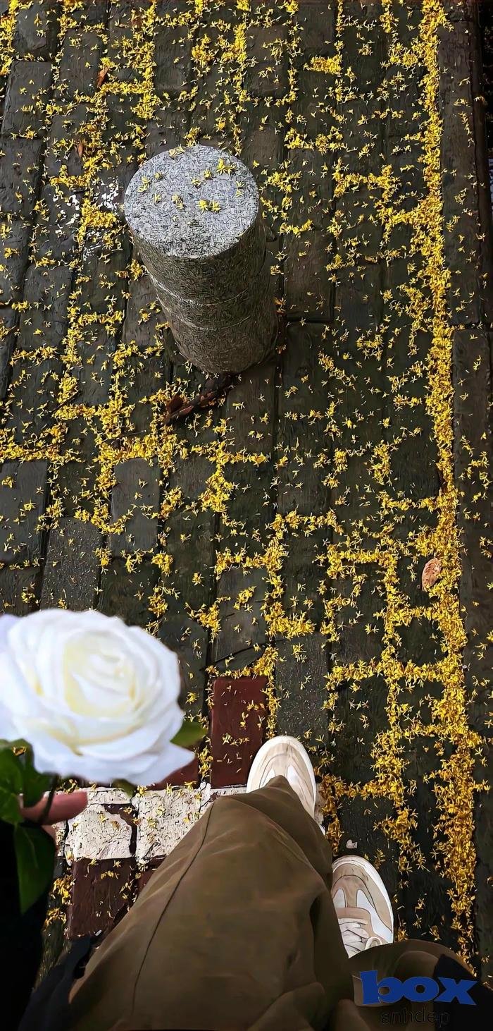 hình nền thiên nhiên đẹp