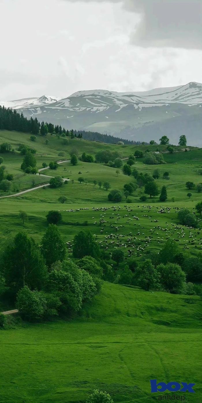 hình nền thiên nhiên phong cảnh rừng xanh