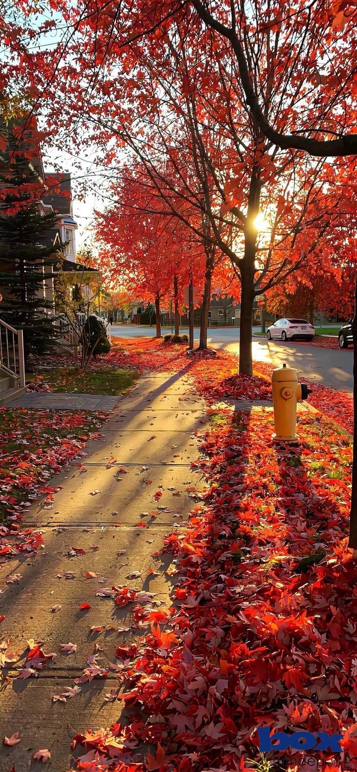 hình nền thiên nhiên