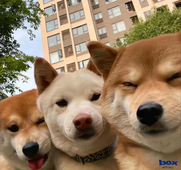 hình nền tik tok cực đẹp hd