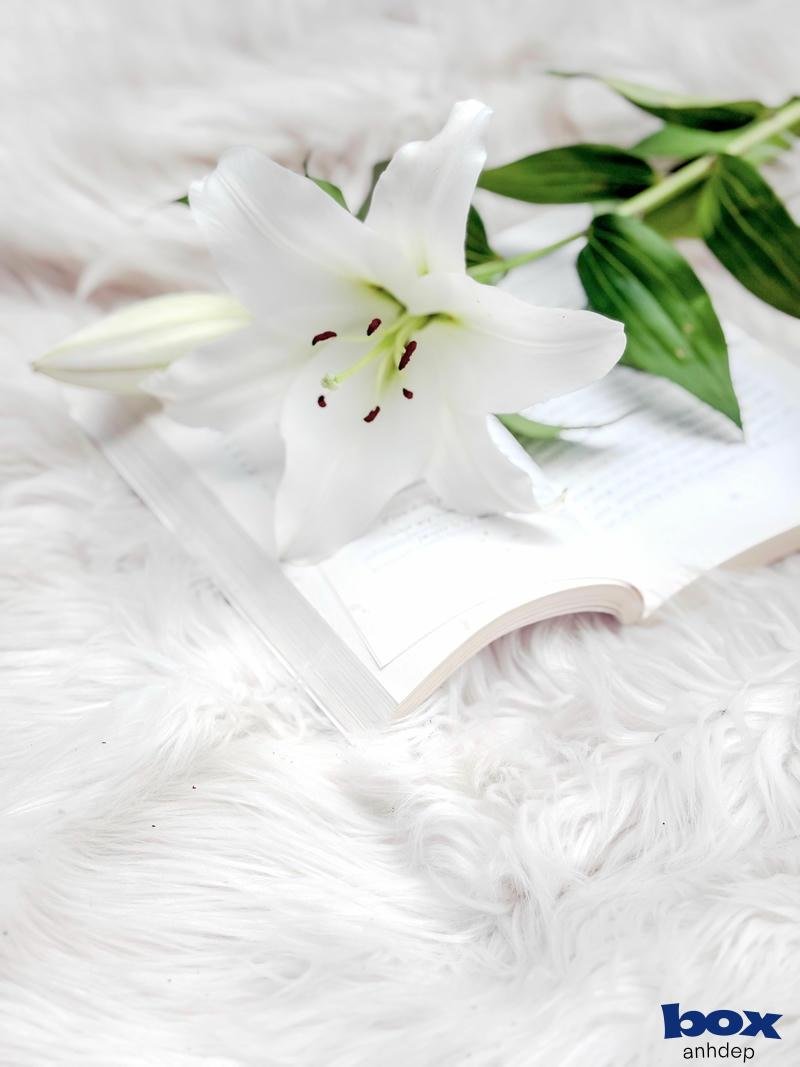 hình nền trắng độc đáo