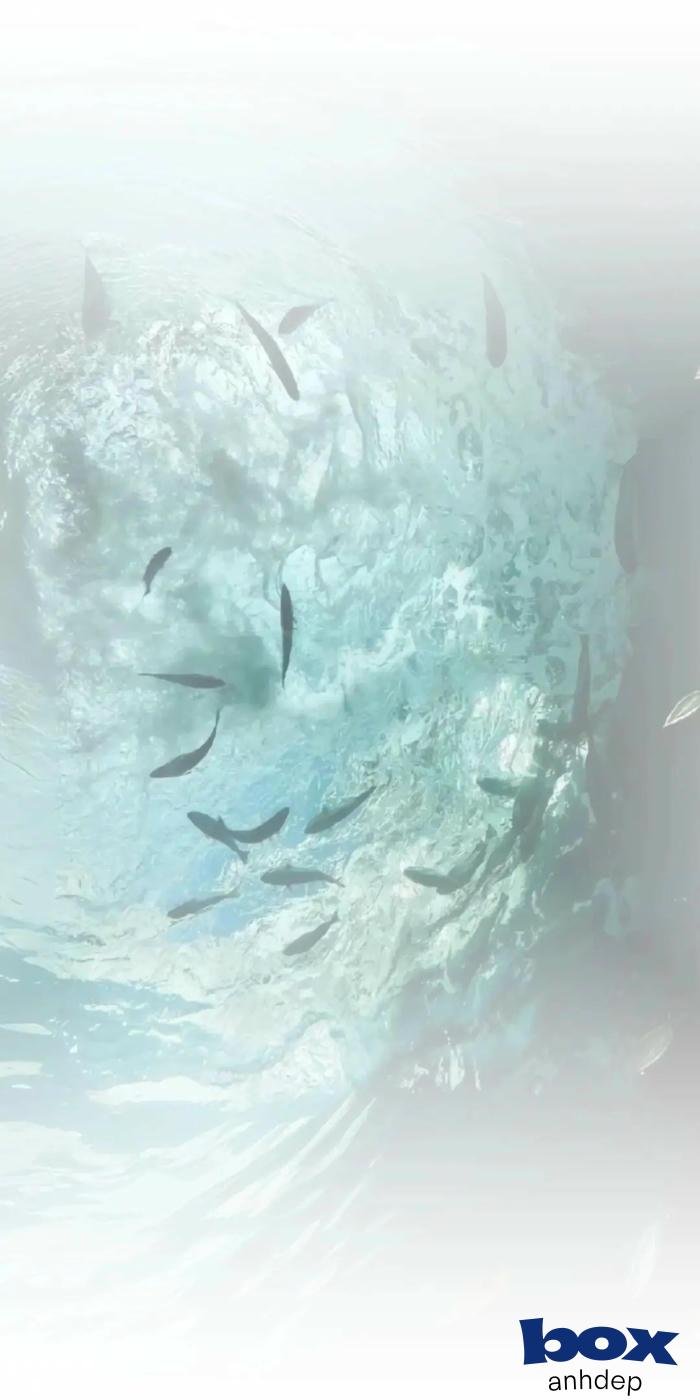 hình nền video chất lượng hd