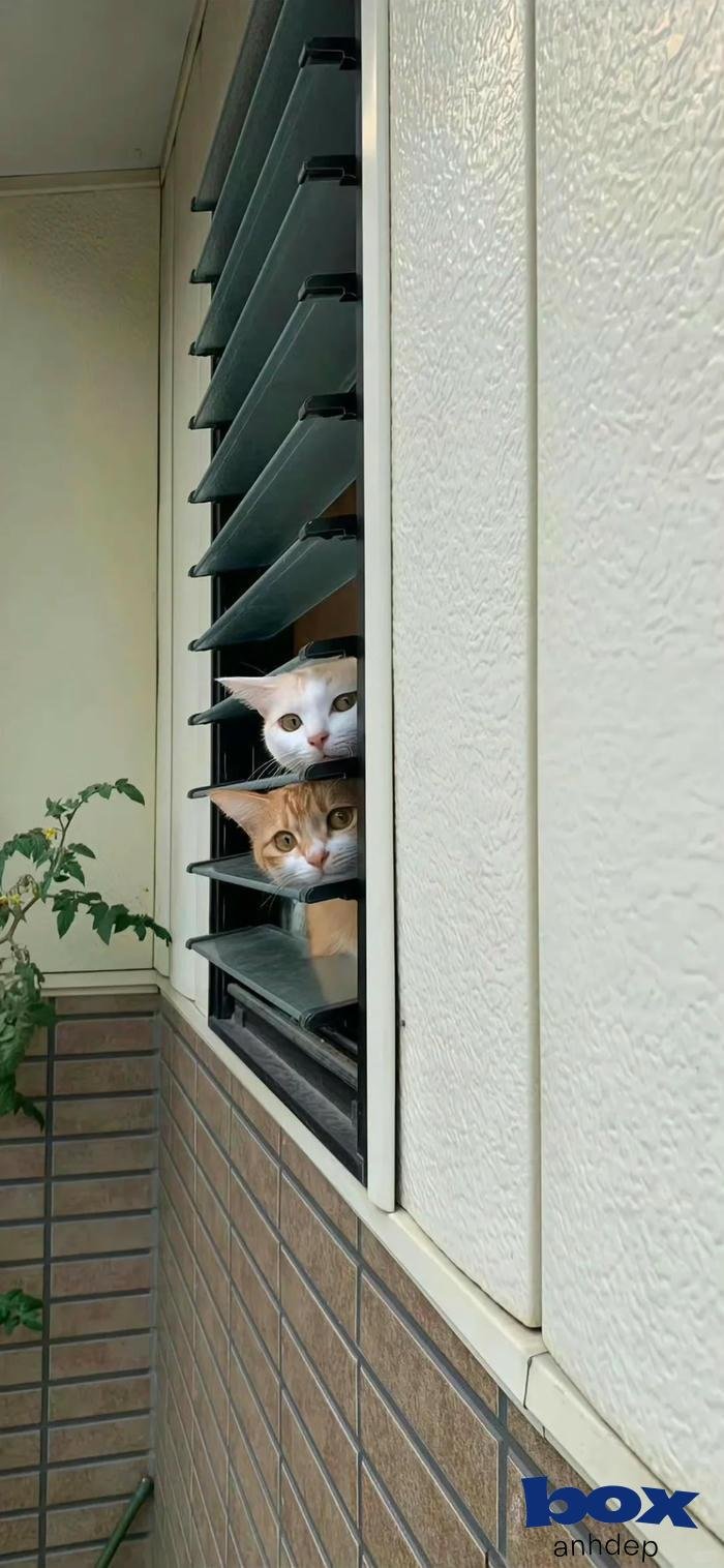 hình nền video đẹp lung linh 4k