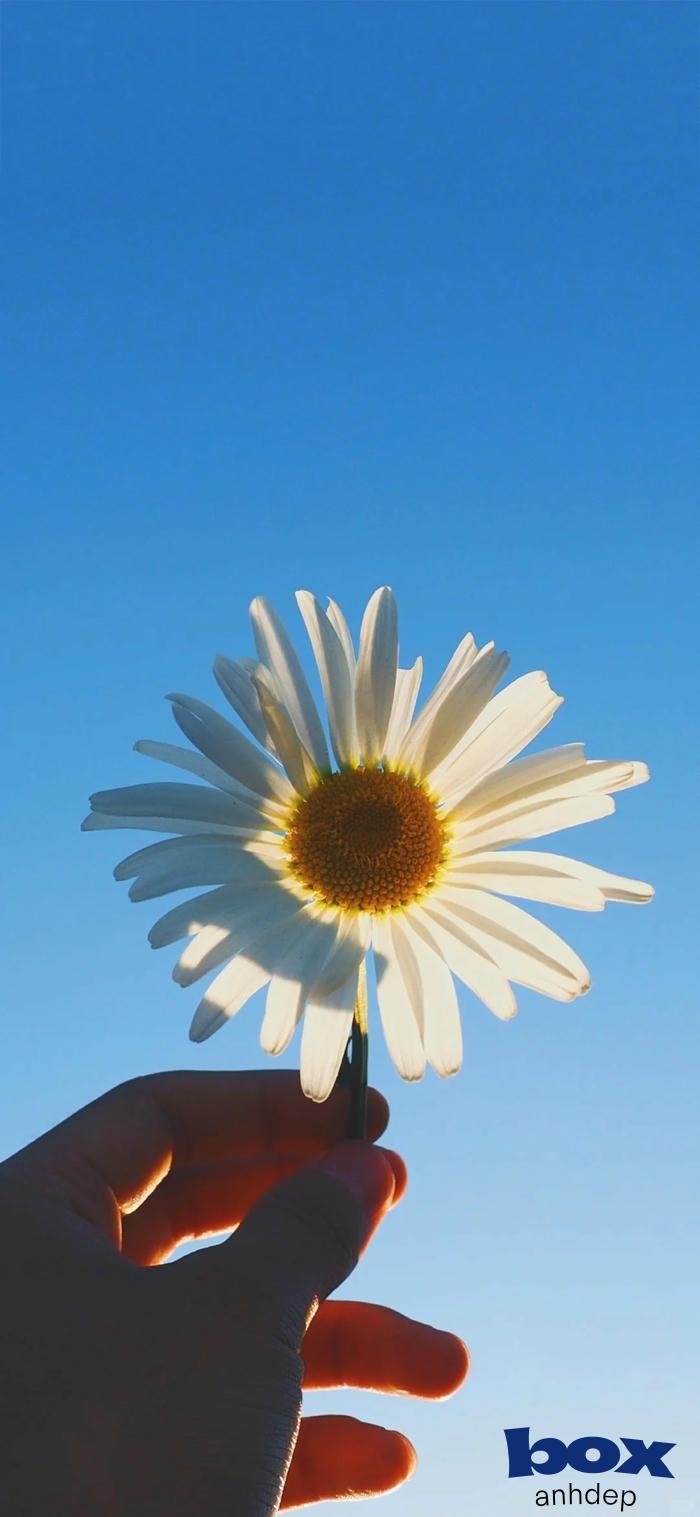 hình nền video nghệ thuật đẹp full hd