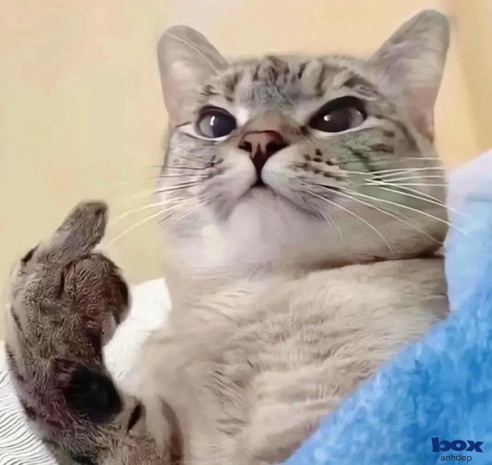 nghệ thuật ảnh chế hài hước