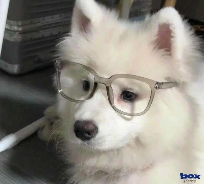 nghệ thuật ảnh chó lôi cuốn