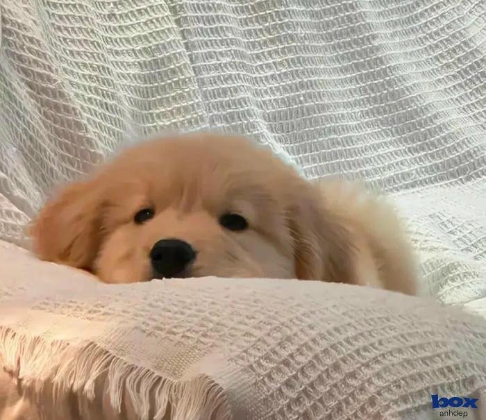 phong cách chó cá tính