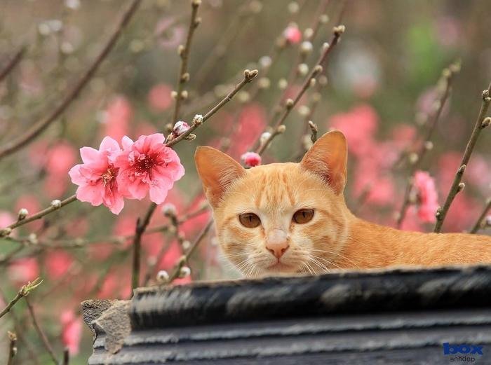 phong cách tết hiện đại