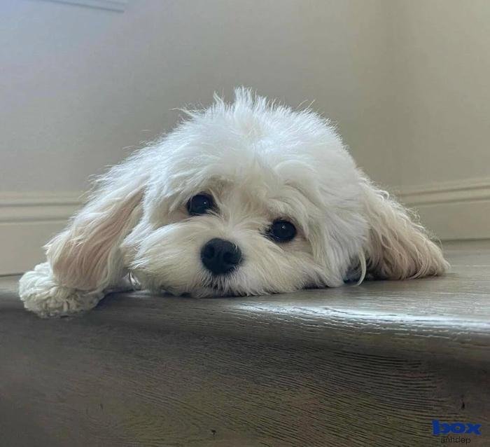 quyết tâm chú chó nhỏ