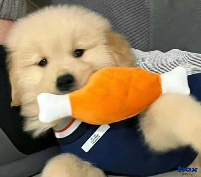 100+ avatar chó cute, siêu ngộ nghĩnh, làm “đốn tim”